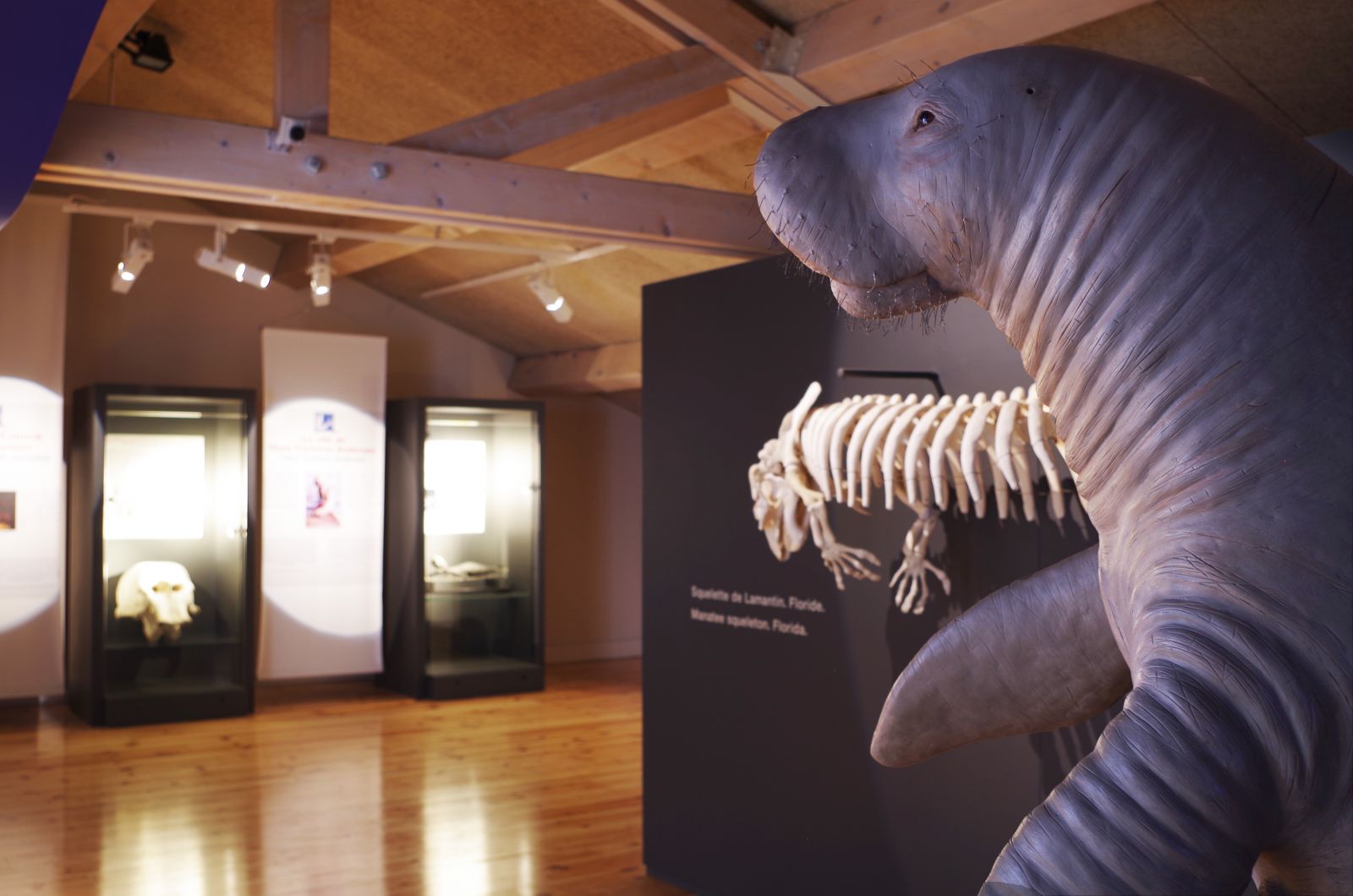 Exposition Sirènes et fossiles